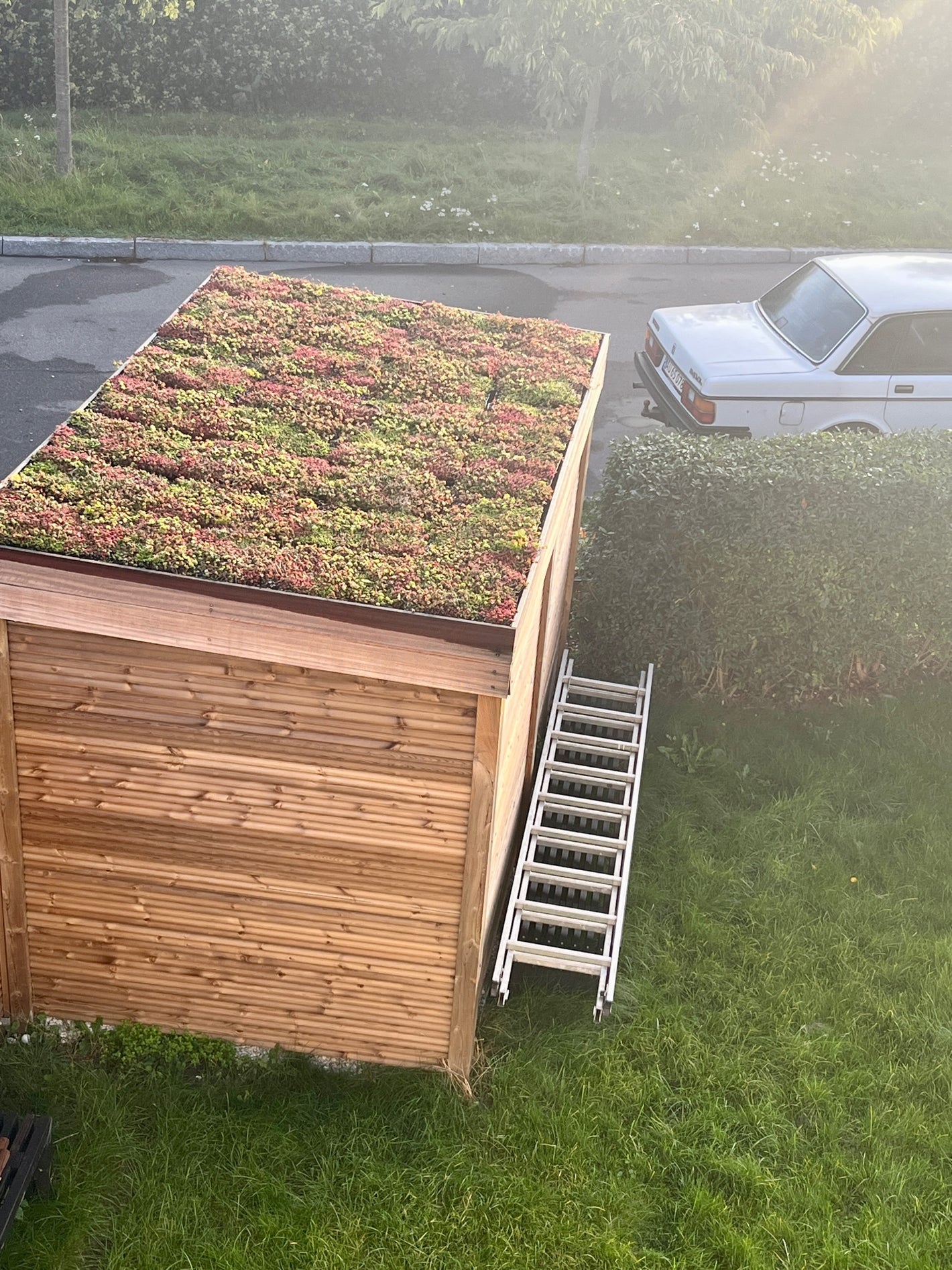 Levende sedum tag
